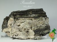 Kieselholz-Osing-Podocarboxylon-triassicum